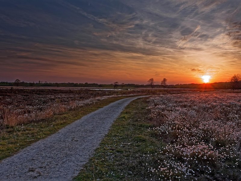 The Dusk Moor