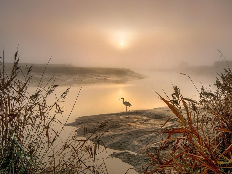 The Dusk Moor
